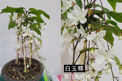 垂枝茉莉風水|[心得] 莎莎照顧部分植物心得